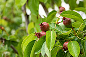 Pear - Fruiting