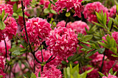 Rhododendron luteum, pink