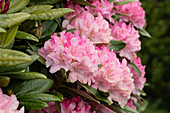 Rhododendron, rosa