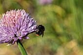 Allium schoenoprasum