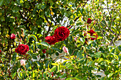 Climbing rose, red