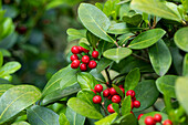 Skimmia japonica subsp. reevesiana