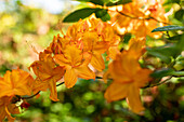 Rhododendron luteum 'Fireglow'