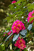 Rhododendron 'Clémentine Lemaire'