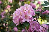 Rhododendron 'Christian Schröder'