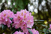 Rhododendron 'Christian Schröder'