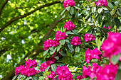 Rhododendron 'Caractacus'
