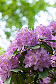 Rhododendron catawbiense 'Compactum'