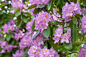 Rhododendron catawbiense 'Compactum'