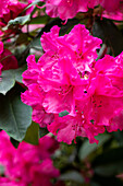 Rhododendron yakushimanum 'Esprit'