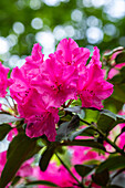 Rhododendron yakushimanum 'Esprit'
