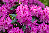 Rhododendron, pink-red