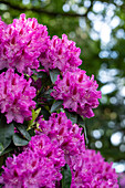 Rhododendron, rosarot