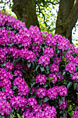 Rhododendron, purpurrot