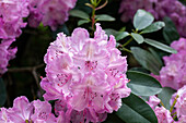 Rhododendron 'Aristide Briand'