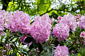 Rhododendron 'Aristide Briand'