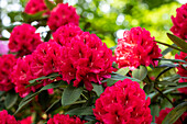 Rhododendron insigne 'Marianne von Weizsäcker'