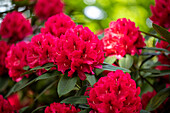 Rhododendron insigne 'Marianne von Weizsäcker'