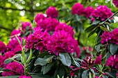 Rhododendron catawbiense 'Henrietta Sargent'
