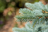 Picea