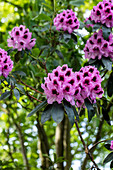 Rhododendron 'James Nasmyth'