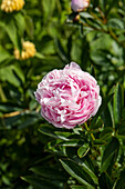 Paeonia lactiflora, pink