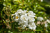 Climbing rose, white