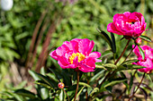 Paeonia lactiflora, einfach blühend