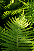 Dryopteris erythrosora