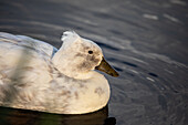 Duck in the water