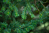 Taxus