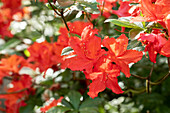 Rhododendron 'Mazurka'