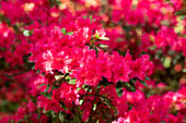 Rhododendron obtusum 'Wildenstein'