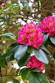 Rhododendron 'Clémentine Lemaire'