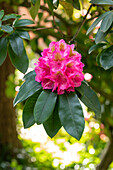 Rhododendron 'Clémentine Lemaire'