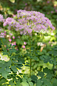 Thalictrum aquilegifolium