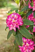 Rhododendron 'Charles Noble'