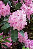 Rhododendron 'Aristide Briand'