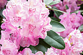 Rhododendron 'Aristide Briand'