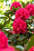 Rhododendron insigne 'Marianne von Weizsäcker'