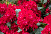 Rhododendron 'Doncaster'