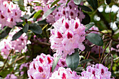 Rhododendron 'Humboldt'