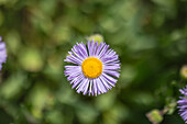 Erigeron speciosus, purple