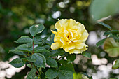 Shrub rose, yellow