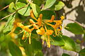 Lonicera tellmanniana