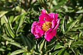 Paeonia lactiflora, einfach blühend