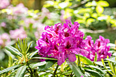 Rhododendron large-flowered, pink