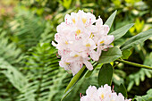 Rhododendron 'Goldsprenkel'