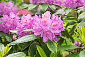 Rhododendron 'Silberreif'