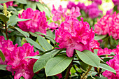 Rhododendron 'Lohse's Schöne'